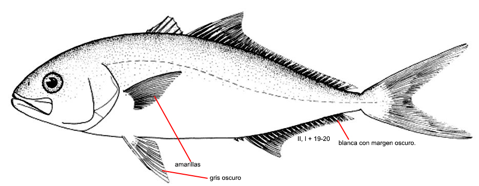 Seriola carpenteri_001.jpg